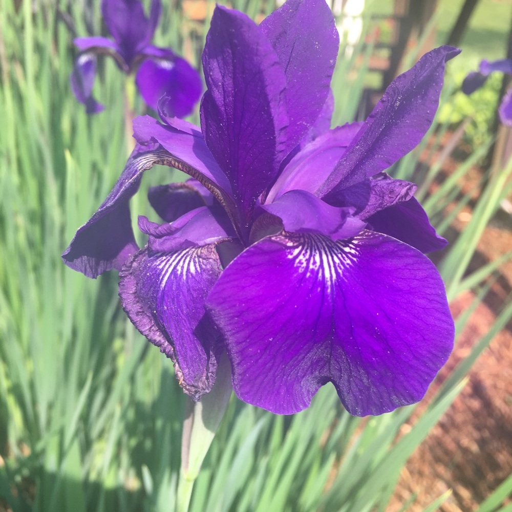 Meet your Posher, Michele